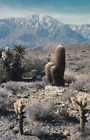 Cholla & Barrel Catcus Desert Southwest USA Postcard 1950's