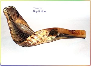 New 20" Rams HORN SHOFAR Authentic Natural Kosher - Picture 1 of 1