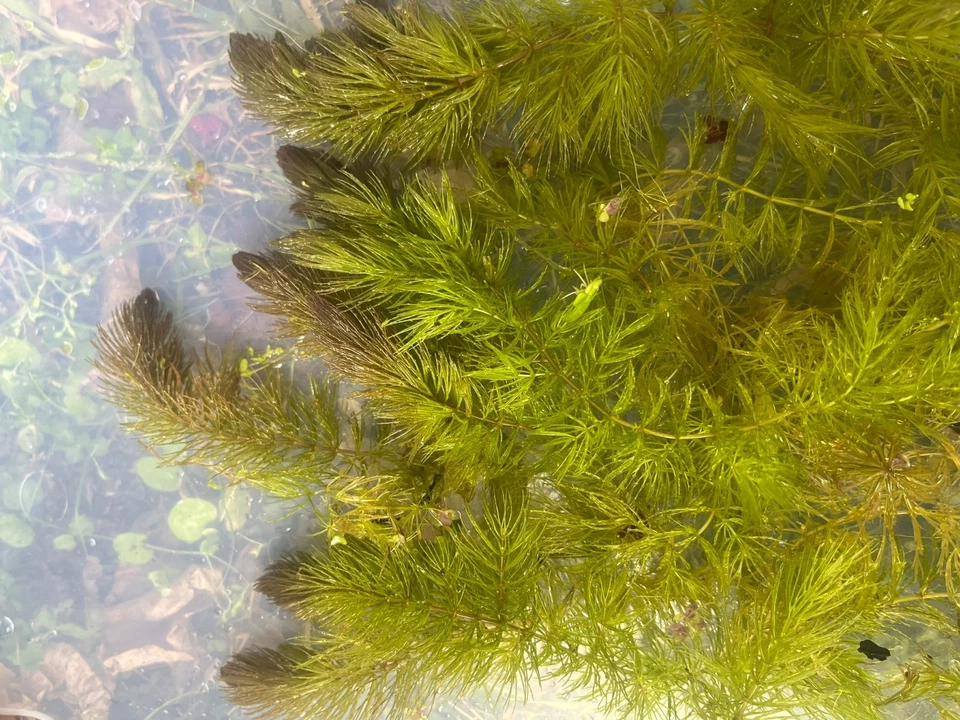 Raro - Hornwort punta abigarrada púrpura/rojo 5 tallos 6+ pulgadas Foto 1 de 1