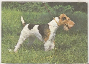 Rumänien alte Umlaufpostkarte - Hunde - Drahtfoxterrier - Bild 1 von 2
