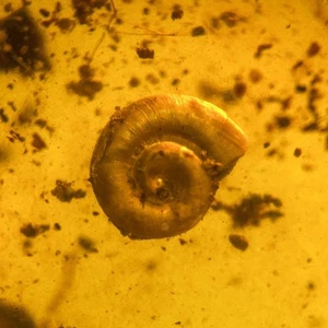 SNAIL in Burmese / Burmite amber fossil / 100% genuine amber - Picture 1 of 4