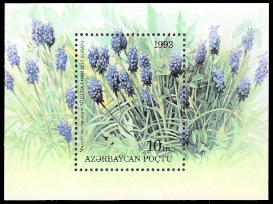 AZERBAIJAN 385 - Garden Flowers "Muscari elecostomum" S/S (pb76387) - Image 1 of 1
