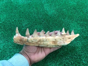 Awsome Jaw Mosasaur Fossil Jurassic Marine Reptiles Prehistoric Authentic - Picture 1 of 8