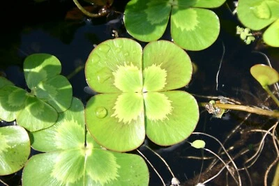 Variegated Four Leaf Clover Aquatic Marginal Pond Plant - Buy 2 Get 1 Free - Image 1 of 2