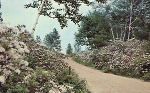 Postal Mountain Laurel Connecticut State Flower Nipmuck State Forest 1960 - Imagen 1 de 2