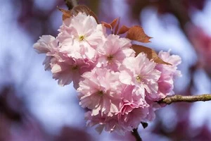 Prunus subhirtella 'Accolade', Zierkirsche, rosa Blüten, 60–100 cm - Bild 1 von 14