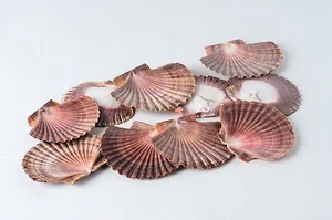 NessaStores Mexican Flat Sea Shell Beach Craft Scallop 2" - 3" ( 10 PCS ) #JC-30 - Picture 1 of 3