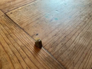Small Smooth Tigers Eye Crystal - Picture 1 of 1