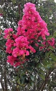 2 LIVE PLANTS HOT PINK CREPE MYRTLE TREES FLOWERING ROOTED CUTTINGS CRAPE BUSH - Picture 1 of 2