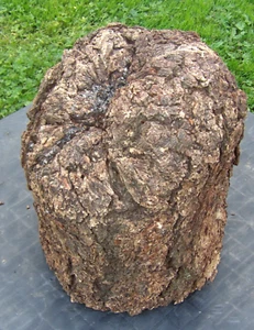 Douglas Fir LIVING STUMP Natural Edge 17 1/2" Tall Wood Project Garden #392 - Picture 1 of 8