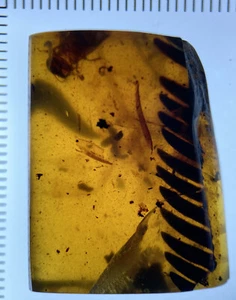 Crystal Clear ๐ Leaf ๐ Leaves ๐ Inclusion, Genuine Burmite Amber, 98myo! #8 - Picture 1 of 6