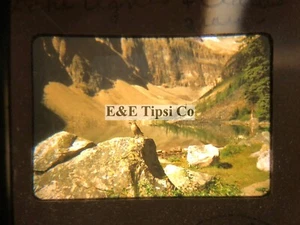 1949 - Lake Agnes Clarks Crow - 35mm Kodachrome Red Border Photo Slide BIRD - Picture 1 of 2