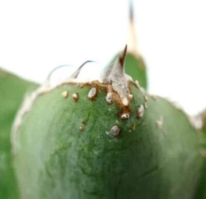 Agave titanota cv WATANABE (internal spines) - - OTEROI NO variegated variegate - Imagen 1 de 7