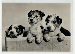 Tarjeta Postal Con Tres Cachorros Affacciati - Vintage Viaggiata - Bild 1 von 2