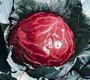 Cabbage Mammoth Red Rock Great Heirloom Vegetable by Seed Kingdom 1/4 Lb Seeds - Picture 1 of 1