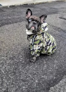 Rain Coat for Dog Cat, Small Pets Clothes, Dogs Luxury Clothes - Picture 1 of 5