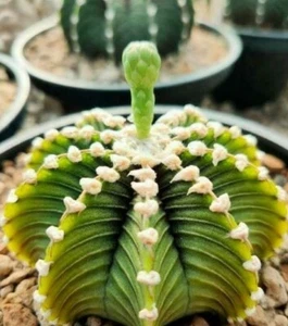 Gymnocalycium LB2178 Mint color 15 seed Cacti + FREE CERTIFICATE - Picture 1 of 4