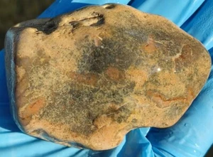 Muestra de ágata jaspe tiburón bebé piedra de cristal mineral 6,4 oz - Imagen 1 de 8