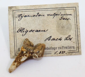 Urraubtier, Hyaenodon vulpinum, Tertiär, Oligozän, Bach, Dép Lot,Frankreich-f623 - Bild 1 von 7