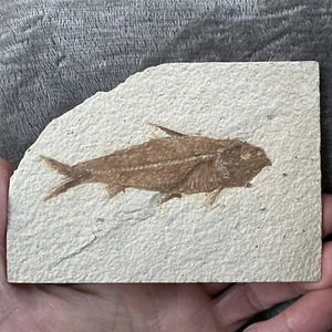 Fossil Fish Knightia eocaena Green River Formation USA 50 Million Years Old  - Picture 1 of 9