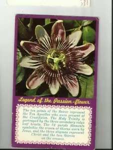 Vintage postcard Legend of the Passion Flower,Florida card - Picture 1 of 2