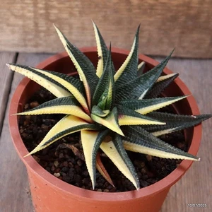 D5204 HAWORTHIA LIMIFOLIA MACETA ABIGARRADA 13-H6-W14 cm MaMa Cactus - Imagen 1 de 4