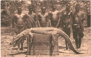 CPA Carte Postale Congo - Kinshasa Elisabethville Crocodile tué à la ferme de Ka - Picture 1 of 2