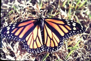 Vintage 35mm Slide 1977 Monarch Butterfly - Picture 1 of 2
