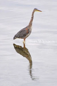 Reflections Upon the Day - Blue Heron Refrigerator Magnet - Picture 1 of 1