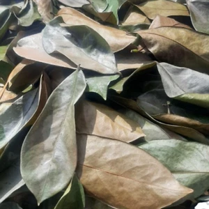 Feuilles de corossol séchées en poudre Guanabana Graviola Annona Muricata 100... - Bild 1 von 5