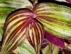 Wow Zebrina Tikal - Hängepflanze Tradescantia Zimmerpflanze Commelinaceae - Bild 1 von 8