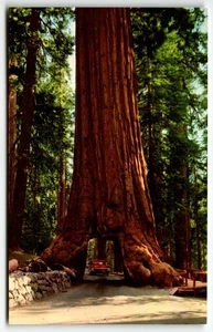 Postcard Wawona Tunnel Tree Yosemite National Park Mariposa Grove California CA - Picture 1 of 2