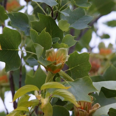 Tulpenbaum - 30-60 cm Jungpflanze - Liriodendron tulipifera - Bild 1 von 4