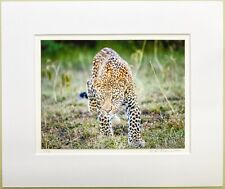 Wildlife-Fotografie - Leopard - FineArt Print