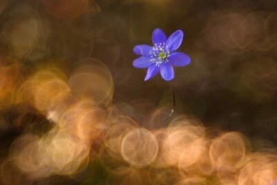 Vintage Helios 44-2 Lens w/ Trioplan Bubble Effect - M42 Mount / Pro Serviced - Image 1 of 4