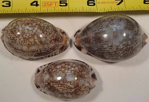 Cypraea Arabica Asiatica 61mm, Arabica Diacerata 65mm, + Arabica 57mm lesen - Bild 1 von 4