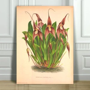 JEAN LINDEN - Beautiful Brown Orchid #37 - CANVAS PRINT POSTER - 18x12" - Picture 1 of 1