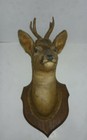 TETE DE CHEVREUIL TAXIDERMIE SOCLE BOIS 