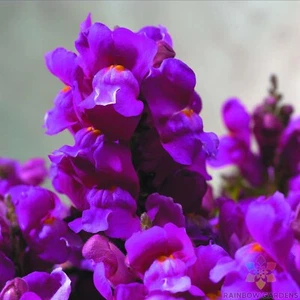 1000+ Floral Showers Purple Snapdragon Seeds for Garden - USA - FREE SHIPPING! - Picture 1 of 1