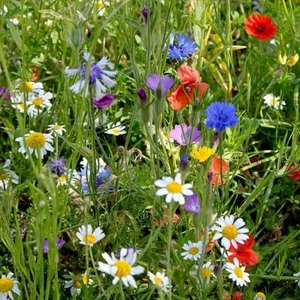 Suttons Seeds Colourful Annuals Mix Packet Content 1000 Seeds Grow Your own - Picture 1 of 1
