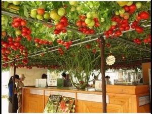 ALBERO GIGANTE DI POMODORO - TOMATO GIANT TREE, 10 SEMI - Afbeelding 1 van 3