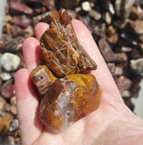 Heber, Utah Petrified Wood Tumbled Stones  - Tumbled Gemstones Bulk - Picture 1 of 32