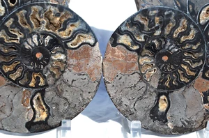Grande Split COPPIA Ammonite Nera Cristallo Profondo Cavità Fossile 205mm 8,1" n2520uu - Foto 1 di 12