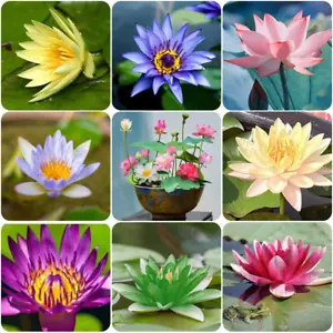 60 Pcs Mix Bonsai Bowl Lotus Seeds, Water Lilys Flower Plant, Lotus Seeds for Pl - Picture 1 of 6