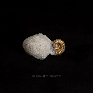 Fossil Pyritisierter Ammonit Pleuroceras Jura Germany 3400 - Bild 1 von 2