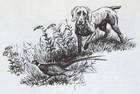 WEIMARANER - CUSTOM MATTED - Vintage Antique Dog Art Print - 1964