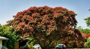 Albizia julibrissin Seidenbaum Mimosenbaum Persischer Schlafbam Pflanze