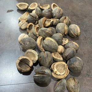 1 Lb. Shagbark Hickory Nuts Picked 2024 For Taxidermy Decor Nuts And Shells - Picture 1 of 8