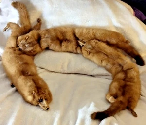 Haunted Mink Fur Stole Wrap Scarf 3 Vtg Full Body Pelts  J L Hudson Co. Detroit - Picture 1 of 7