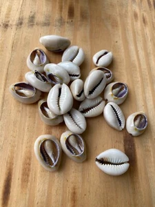 Dilogun Mano 21 Caracoles Abiertos Cowries Shell Open Santeria Ifa Yoruba Relig - Picture 1 of 2